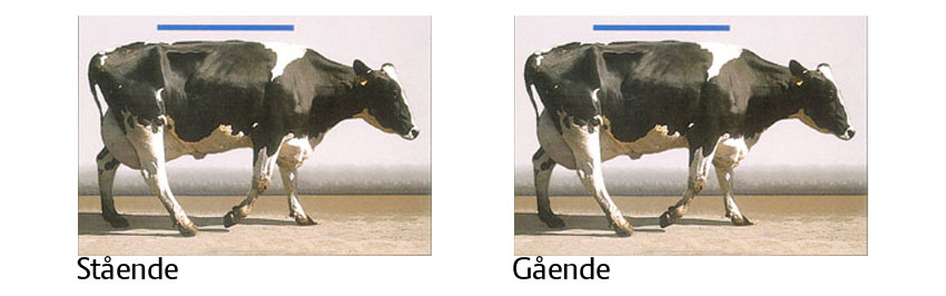 Sådan vurderer du koens halthed