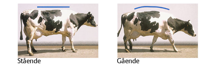 Sådan vurderer du koens halthed