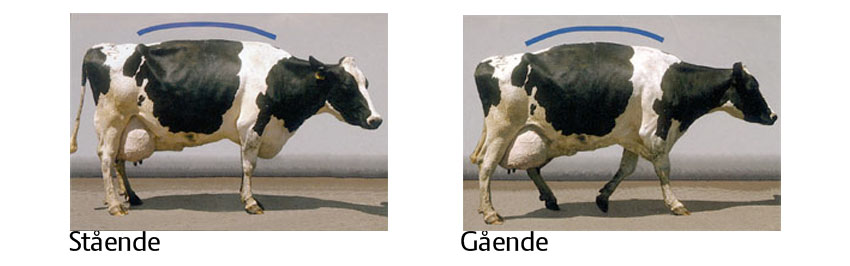 Sådan vurderer du koens halthed