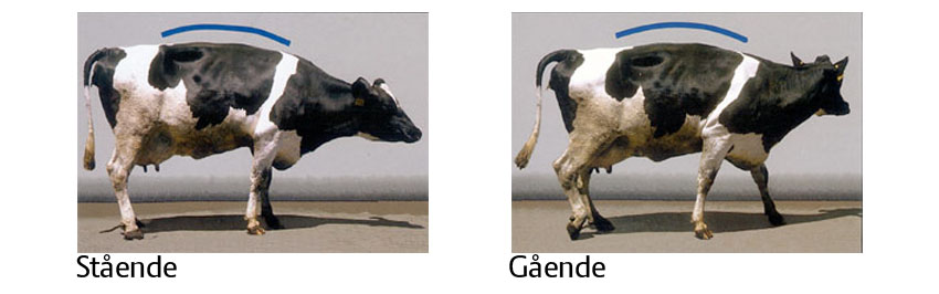 Sådan vurderer du koens halthed