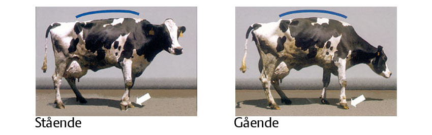 Sådan vurderer du koens halthed