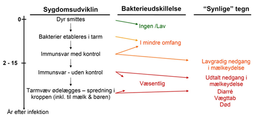 Paratuberkuloses udvikling og effekter