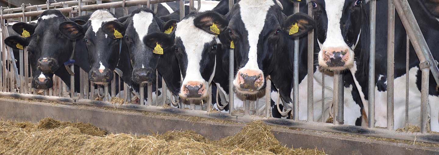Køer i stald