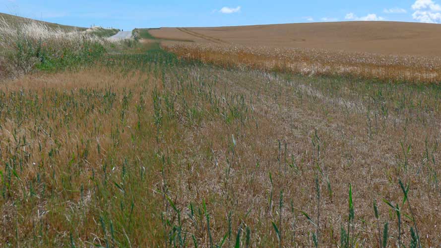 Tidlig slåning giver mulighed for genvækst og sen frøsætning, her ses væselhale. Men der dannes dog meget færre frø i genvæksten.