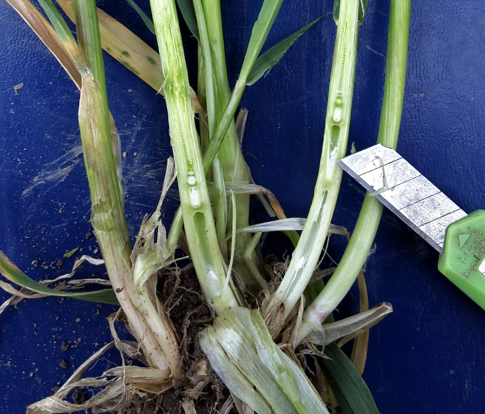 Vækststadie 31 i rug fotograferet 19. april 2021 af Irene Skovby Rasmussen, VKST. 