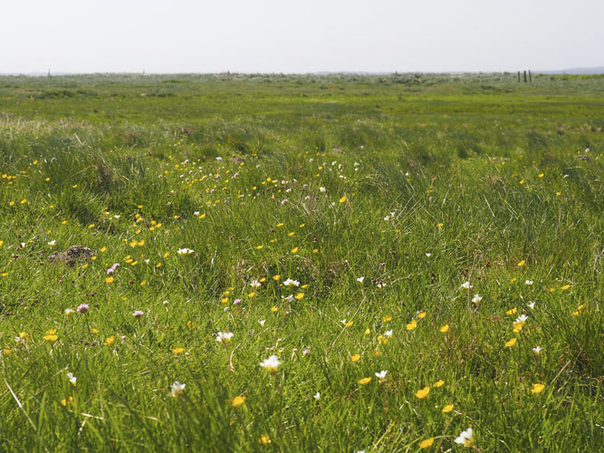 Et pejlemærke for passende græsningstryk er blomstrende blomster igennem hele sæsonen. Hvis græsningstrykket er tilpas, vil blomsterne kunne bidrage med føde til insekterne fra tidligt forår til sensommer og efterår