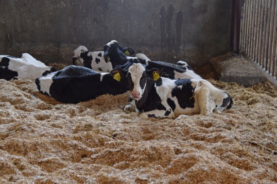 Syge kalve kan måske klares med en Panodil