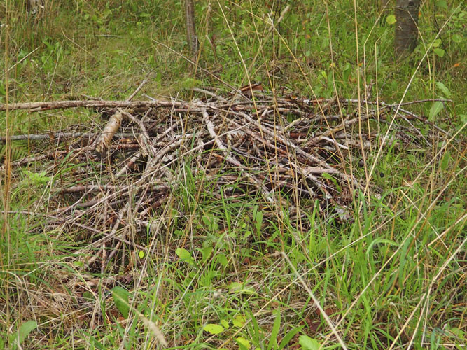 Saml gerne til kvas- og grenbunker, og placer bunken et sted, hvor den kan ligge i fred. 