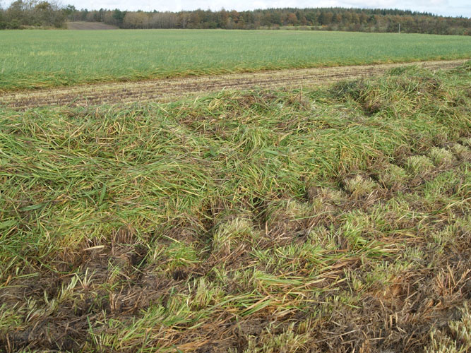 Figur 1: Rajgræs og kornstub er skårlagt til biogasproduktion (Viftrupgaard, oktober 2019)