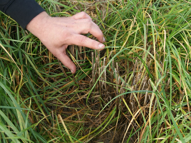 Figur 2: Den høje stub er blevet overvokset af græsset. Bag hånden ses lidt af den snittede halm fra mejetærskeren.