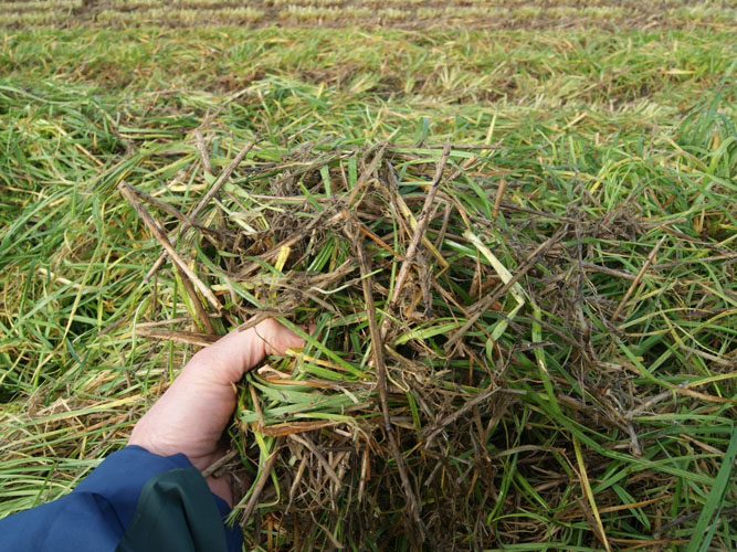 Figur 3: Omkring 70 % af halmen kommer med i ensilagen.