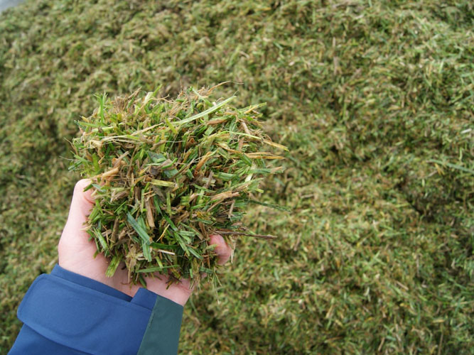 Figur 5: Det finsnittede græs og halm er let at ensilere og nemt at føde ind i biogasanlægget.