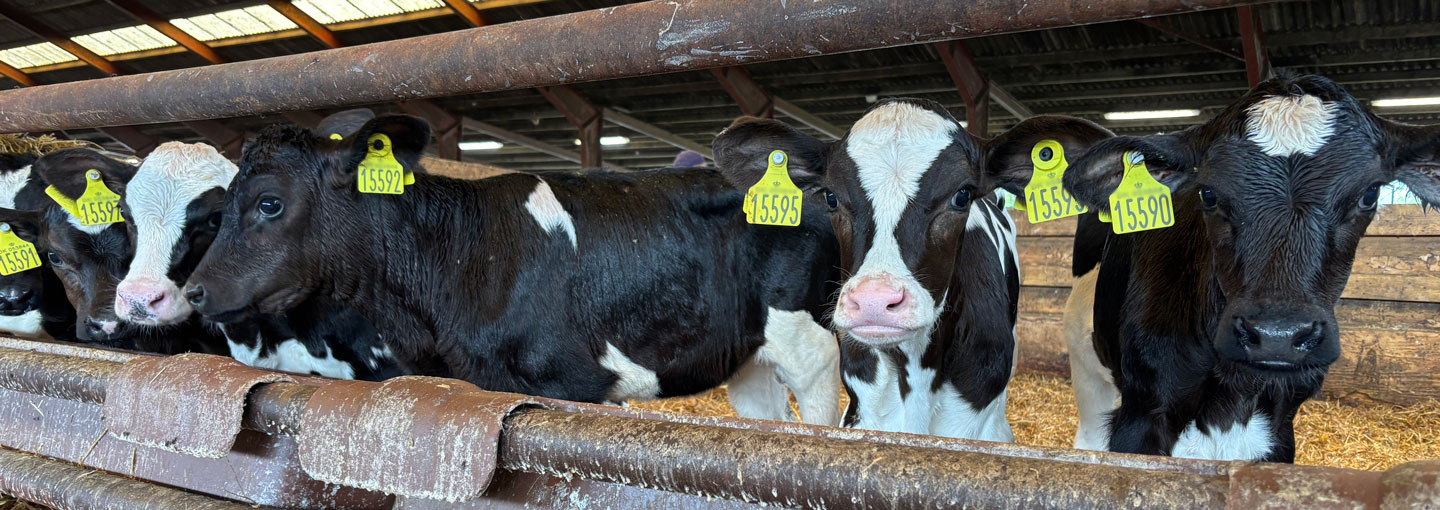 Køer i stald
