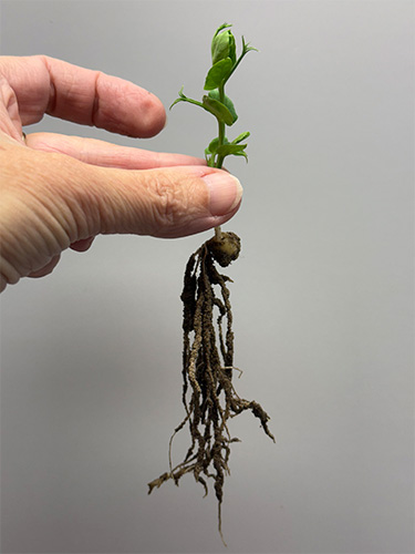 Planter og rødder, viser, at der er godt med rodexudater på rødderne, da jorden hæfter sig til dem