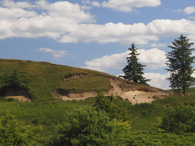 Forstyrrelser og brud på vegetationsdække giver spiringsmuligheder for nye planter. Blottet jord kan derudover være et godt levested for insekter, f.eks. jordboende bier. 