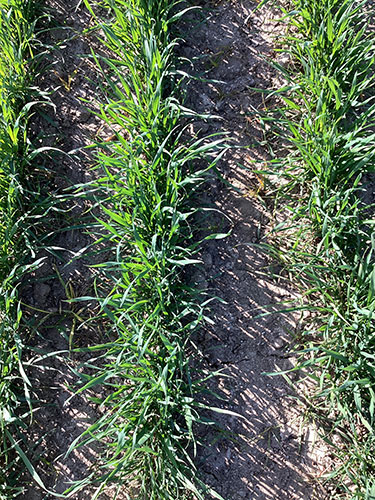 Vinterhvede bekæmpet med glyphosat mellem rækkerne i foråret 2025