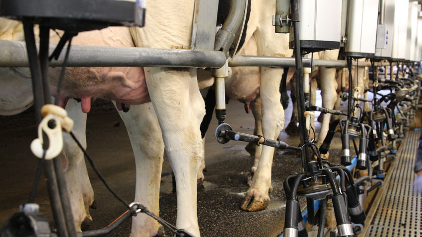 Rene yvere og gode malkerutiner er nogle af forudsætningerne for et lavt celletal.