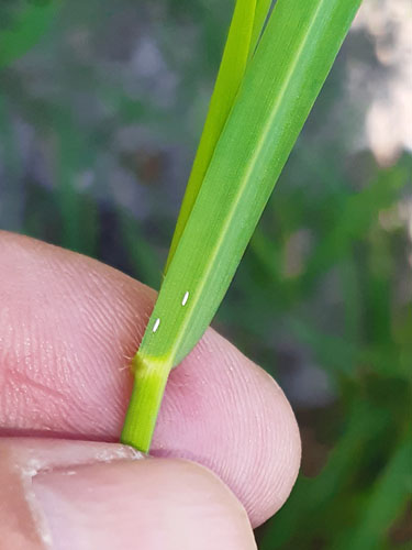 Bygflueæg på vintersæd