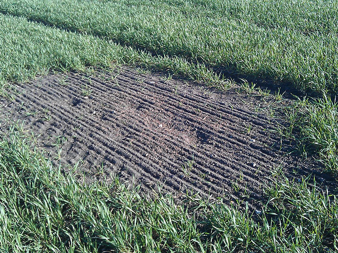 Her blev spildt korn ved høst, og der kom efterfølgende mange spildkornsplanter i stubben