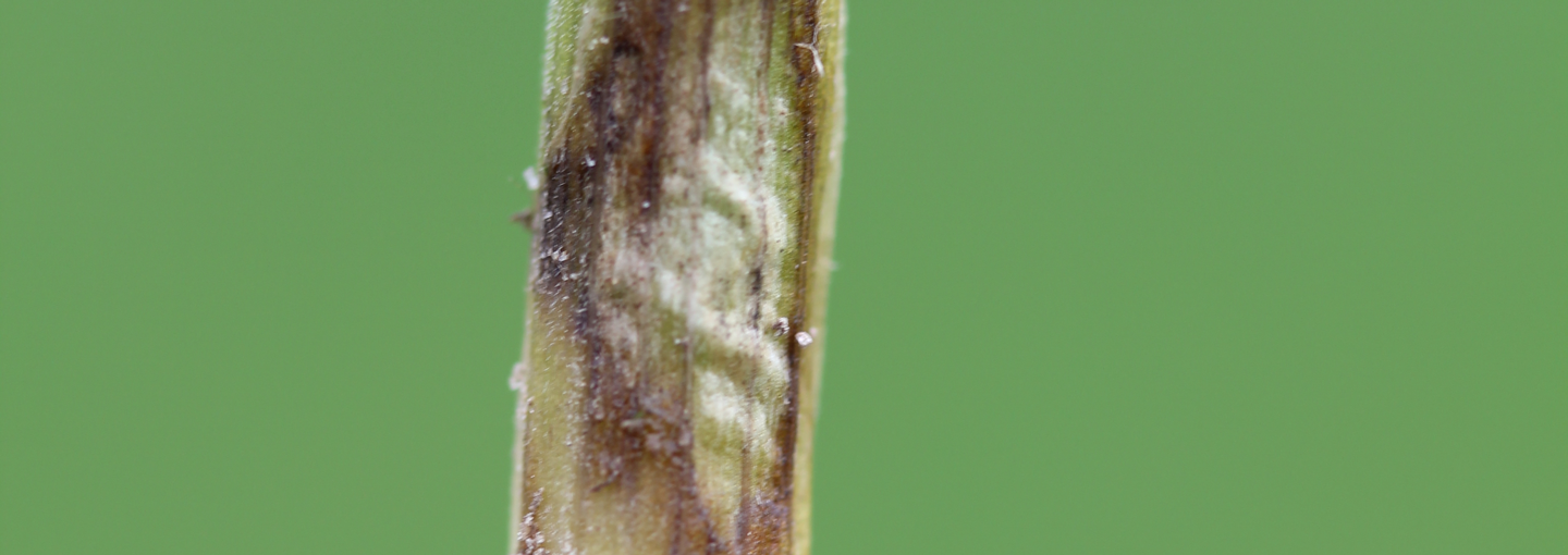 Vintersæd angrebet af knækkefodsyge