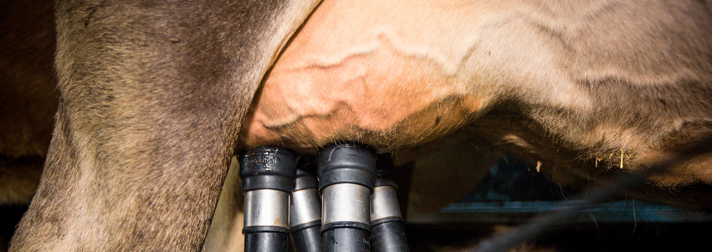 Ko der bliver malket