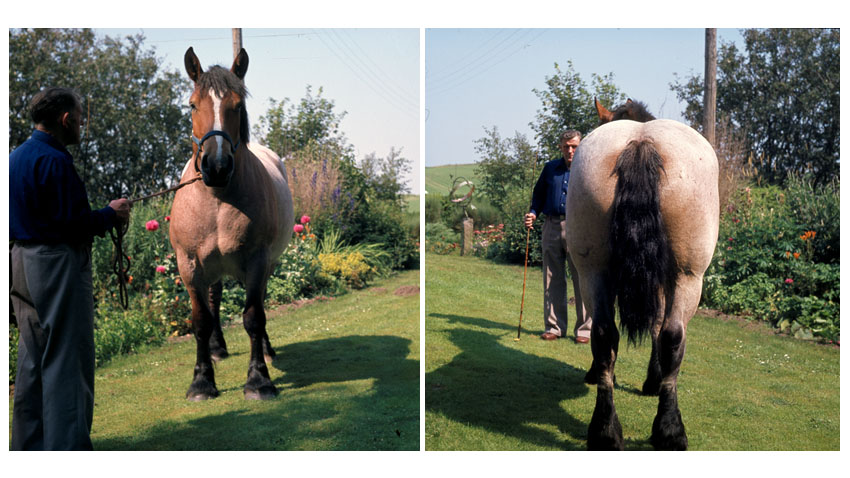 Vurdering af hesten forfra og bagfra