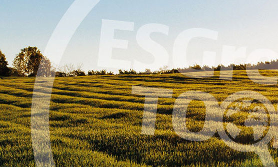 Vue ud over en mark i gyldent solnedgangslys med ESGreen tool logo