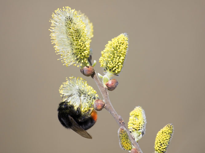 Nærbillede af hunlebi ifærd med at suge nektar fra en blomst