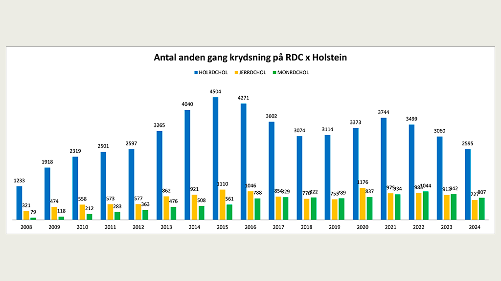 Antal anden gang krydsning på RDC x Holstein