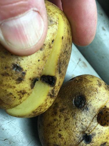 Eksempler på kartofler med Drycore. Foto Lars Møller, SEGES.