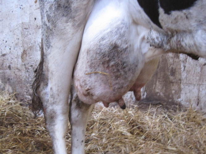 Yverbetændelse i besætninger smittet med Mycoplasma bovis