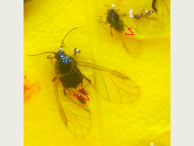 To bladlus på limplade under stereolup forstørret ca. 25 gange. Pilene viser rygrørene, som er et kendetegn for bladlus