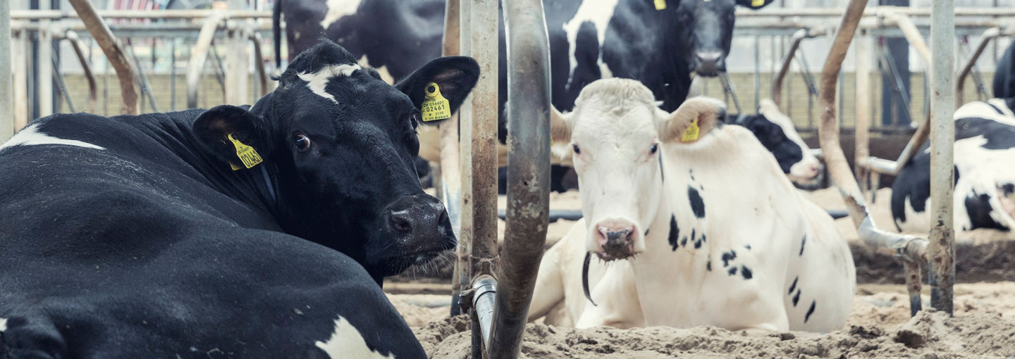 Forlæng koens levetid og styrk økonomien