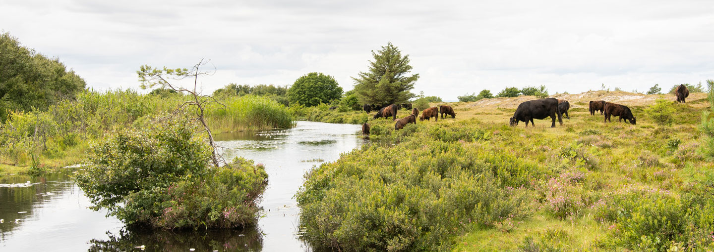 Billedet viser et vandløb græssende køer i baggrunden