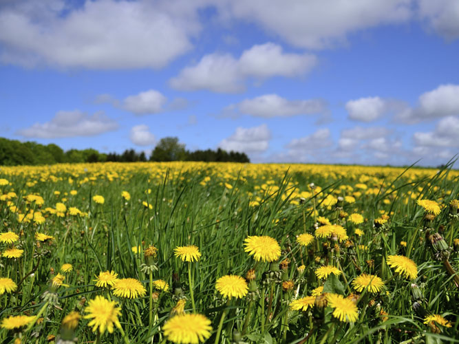 Mark med mælkebøtter og blå himmel