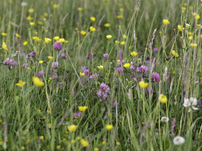 Rødkløver ranunkel i marken