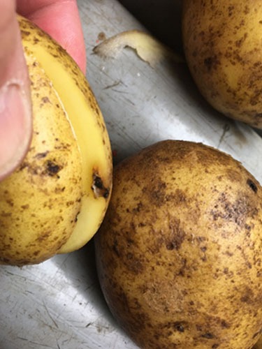 Eksempler på kartofler med ormegange. Foto Lars Møller, SEGES.