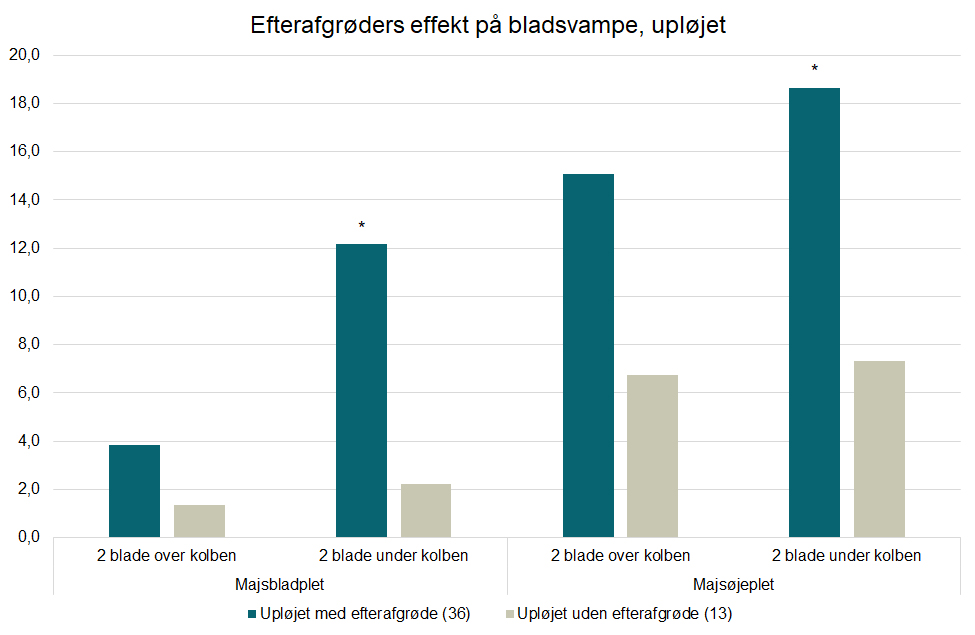 Bladsvampe i majs figur 6