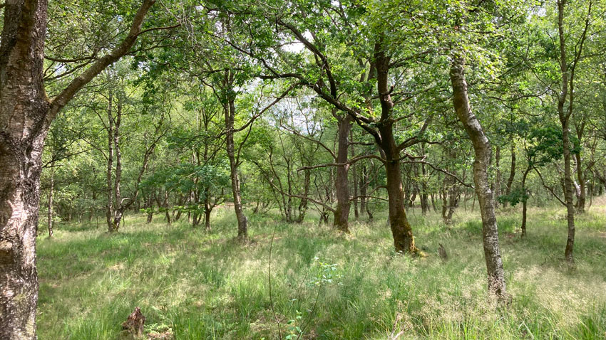 Plantedække i skovområdet