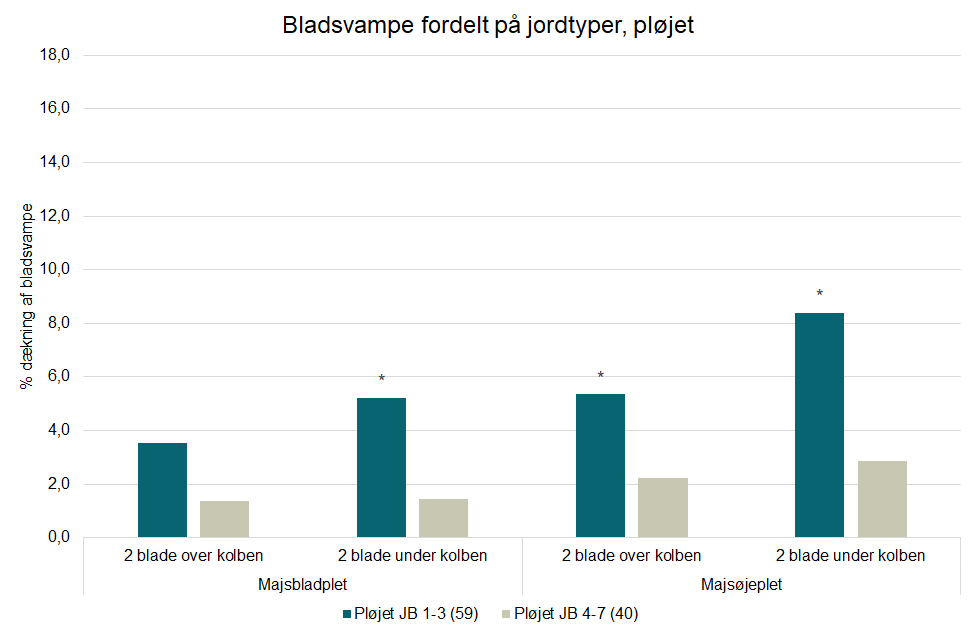 Bladsvampe i majs figur 4