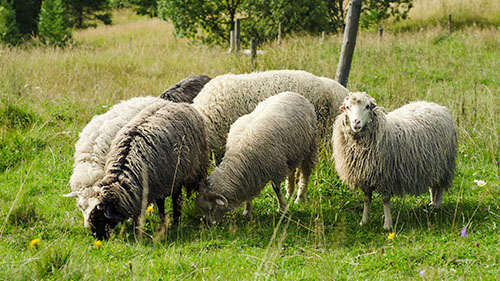 får der spiser græs på en mark