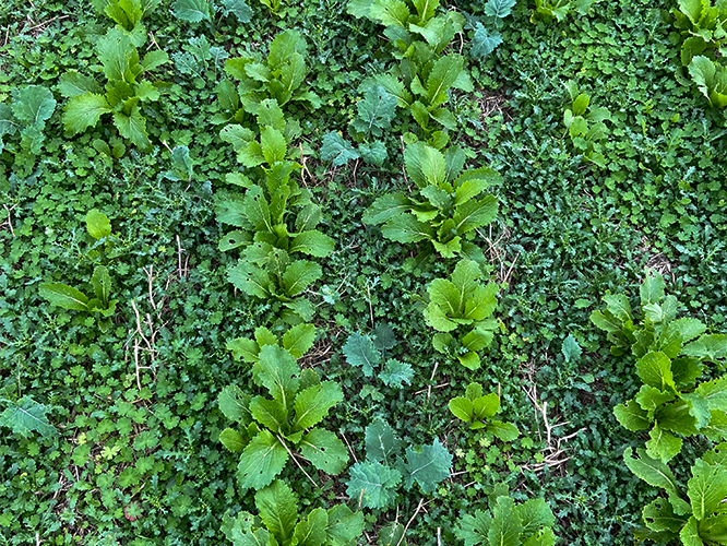 I forsøg 001 var der meget store bestande af ukrudt og angreb af snegle, så forsøget blev stoppet ca. 1. oktober. Her forsøgsled med udlæg af kinakål fotograferet 20. september 2021 af Lone Urbrand Larsen, Agrovi.
