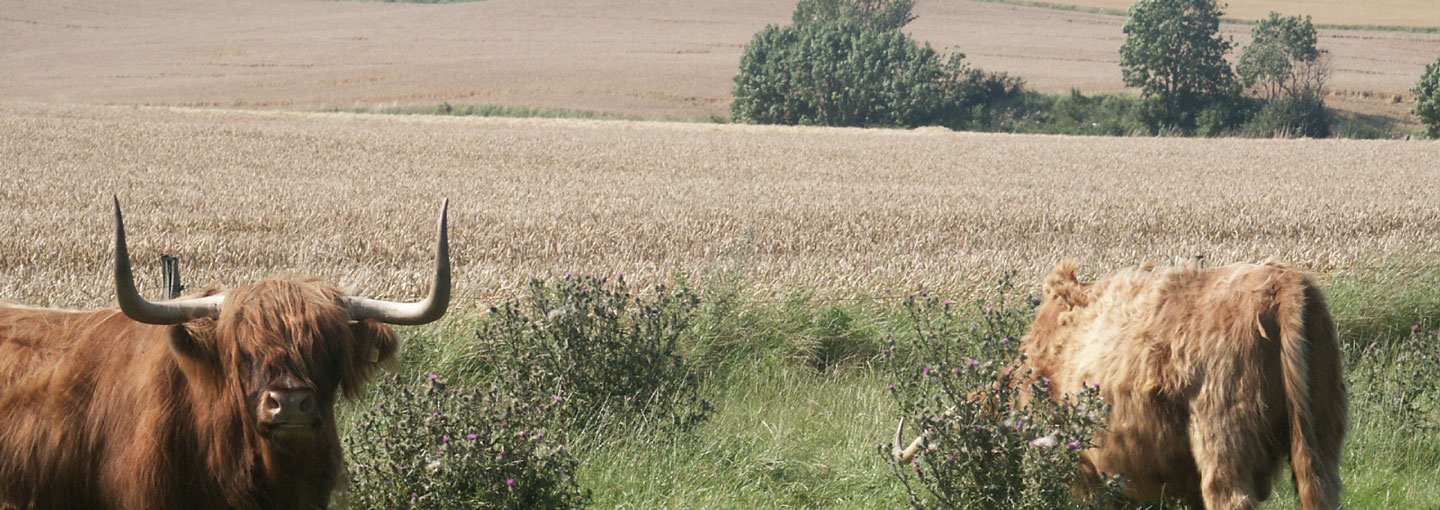 Kvæg der græsser på græsmark med kornmark i baggrunden