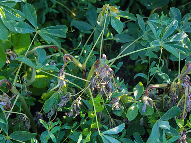 Antracnose i hvid lupin. Nærbillede af planter i det angrebne område på foto 16. Bemærk den ferskenfarvede farve omkring angrebsstederne. Fotograf Ghita Cordsen Nielsen, SEGES