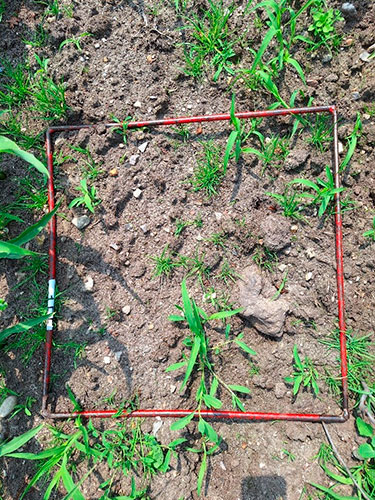 Pletsprøjtning mod hanespore i majs – hvordan er det gået