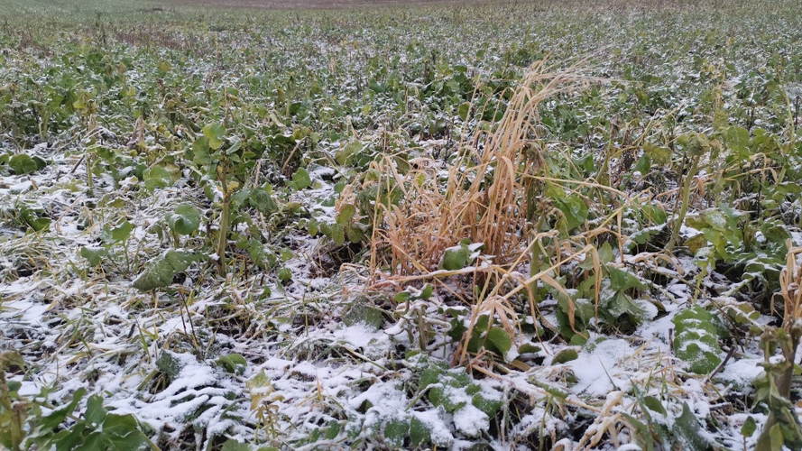 Efterafgrøde af olieræddike før tromling. Foto: Hans Henrik Fredsted, Agrovi.
