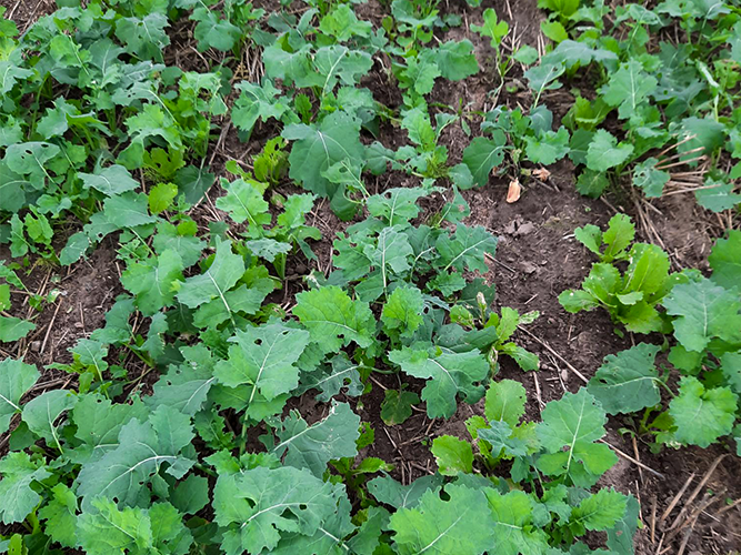 Raps med udlæg af kinakål i forsøg 003 fotograferet 20. september 2021 af Peter Schmidt Nielsen, Velas.