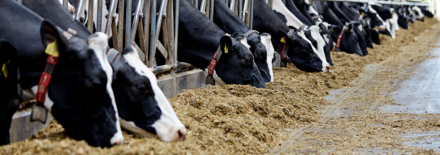 Under temaet Grovfoder får du overblik og viden til at producere godt og næringsrigtigt grovfoder til den rigtige pris.