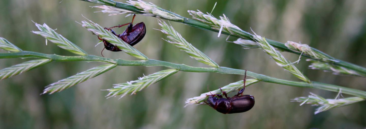 Voksen aksløber. Foto: Birgit Pölitz, Sächsisches Landesamt für Umwelt, Landwirtschaft und Geologie