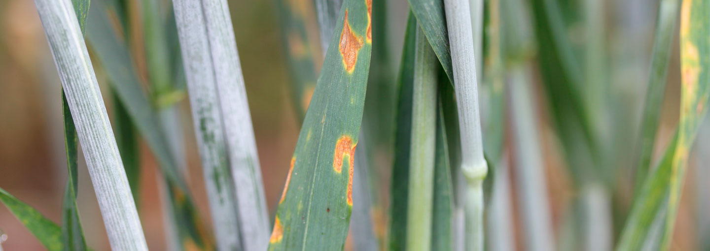 Svampeangreb i hvede